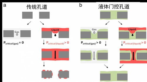 閩江科學(xué)傳播者丨廈門大學(xué) 仿生設(shè)計(jì) 溝通生物與新材料的橋梁